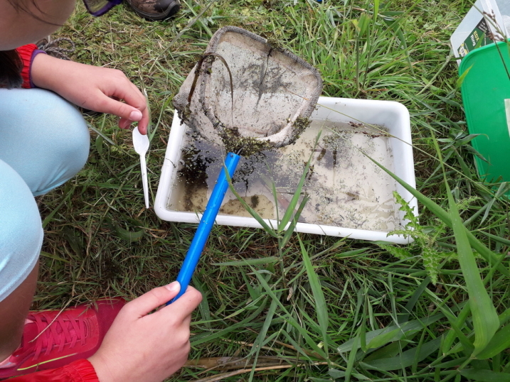 Pond dipping Steart 5 Aug.jpg